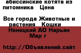 абиссинские котята из питомника › Цена ­ 15 000 - Все города Животные и растения » Кошки   . Ненецкий АО,Нарьян-Мар г.